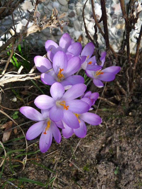  - Crocusi - Branduse