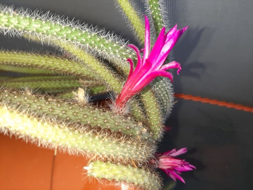  - Florile mele martie 2021