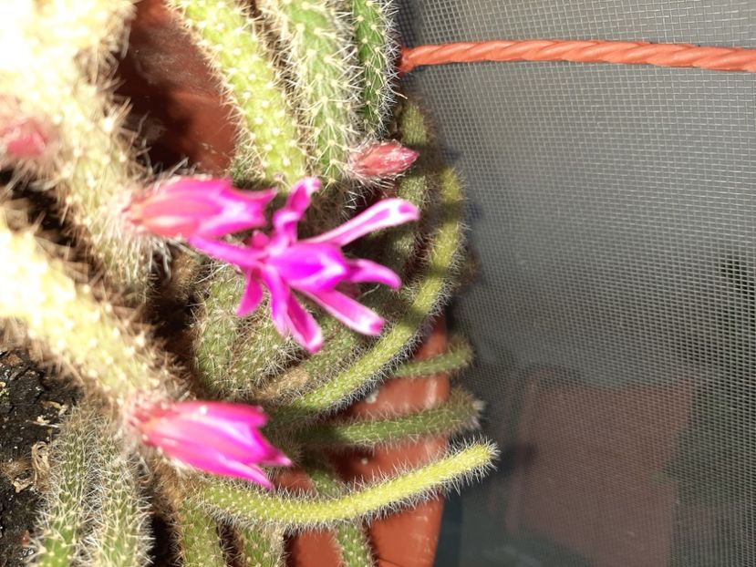  - Florile mele martie 2021