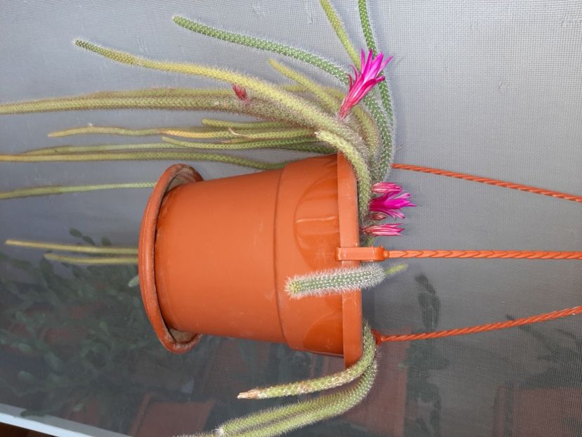  - Florile mele martie 2021