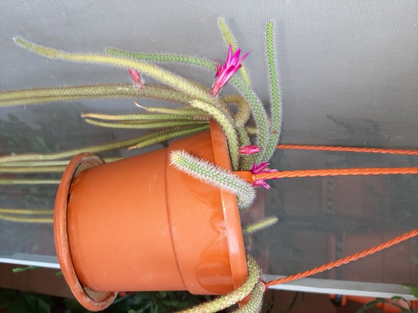  - Florile mele martie 2021