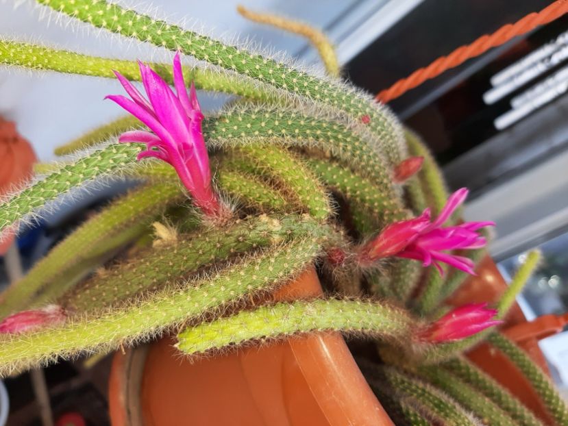  - Florile mele martie 2021