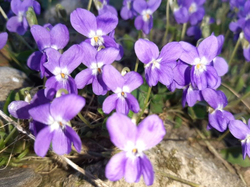  - La țară în martie 2021