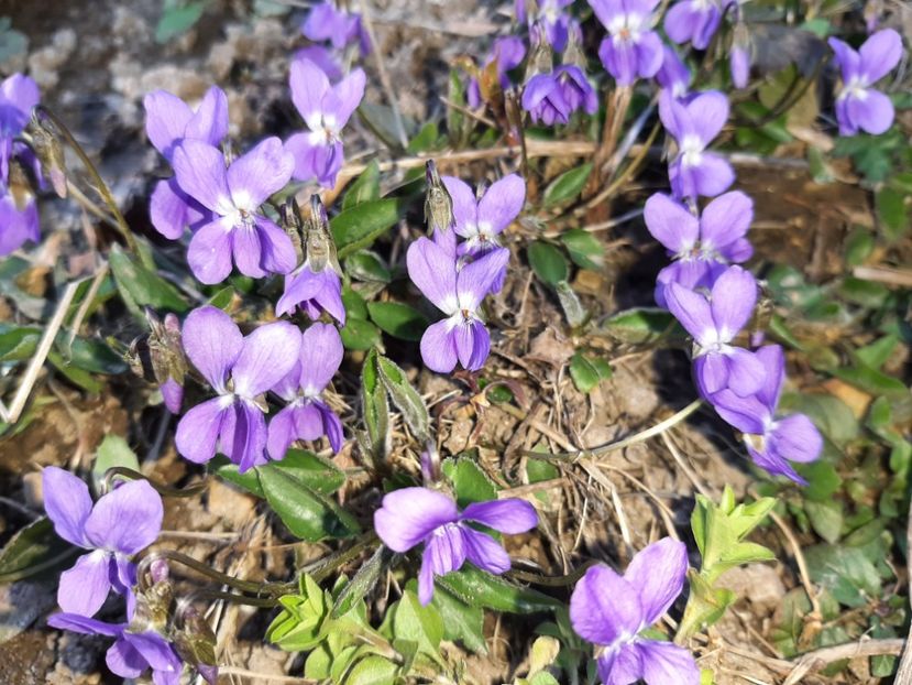  - La țară în martie 2021