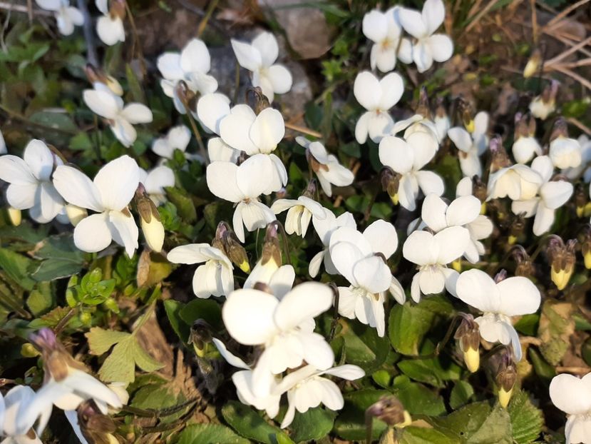  - La țară în martie 2021