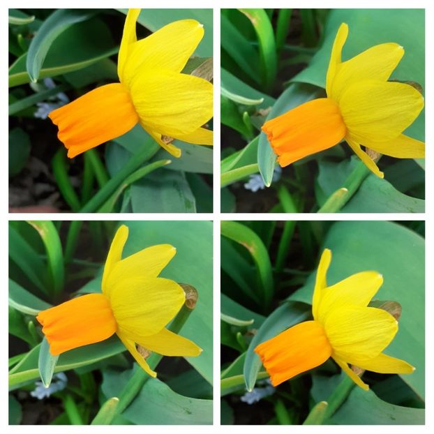 20210327_160619-COLLAGE - Narcise 2021