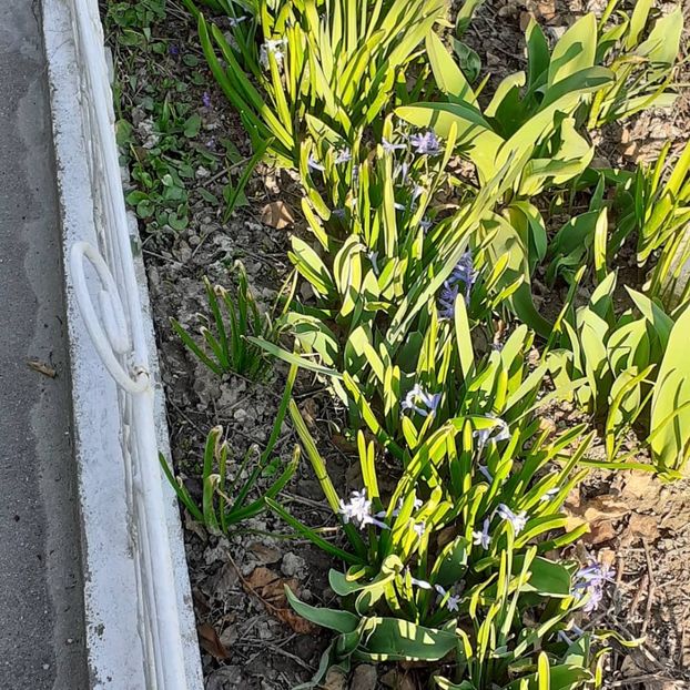  - 002Flori de primăvară 2021