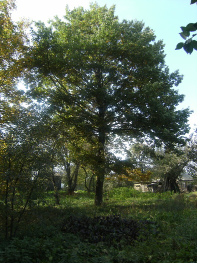 stejarul