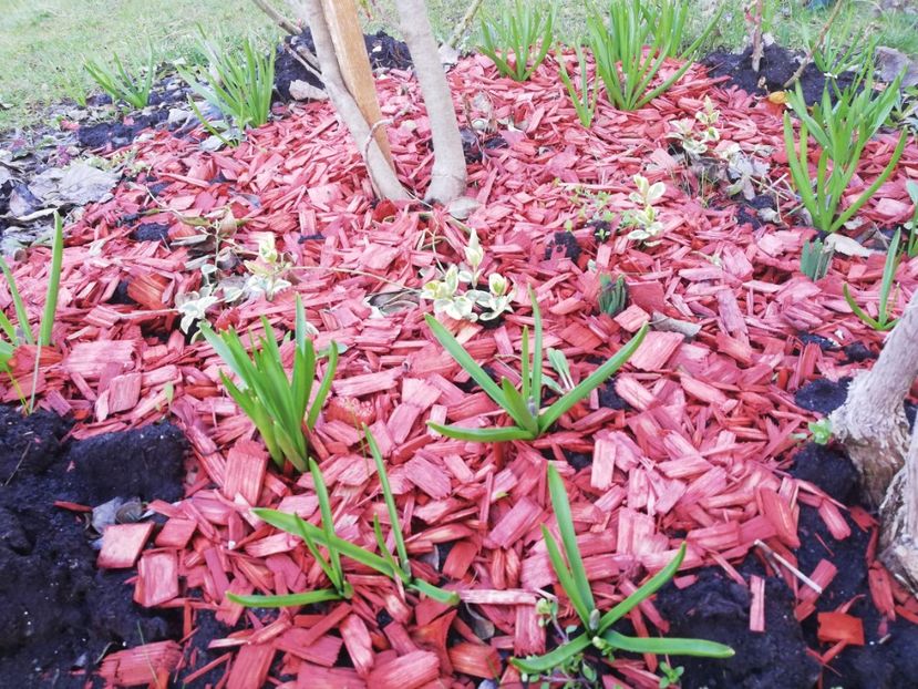  - Gradina martie 2021