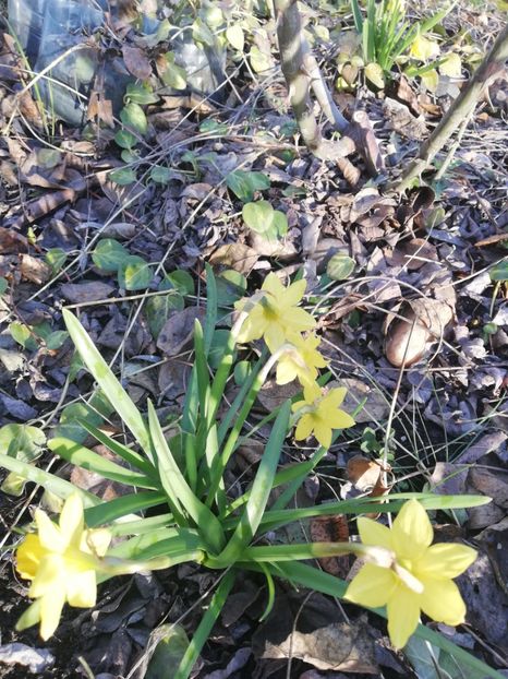  - Gradina martie 2021