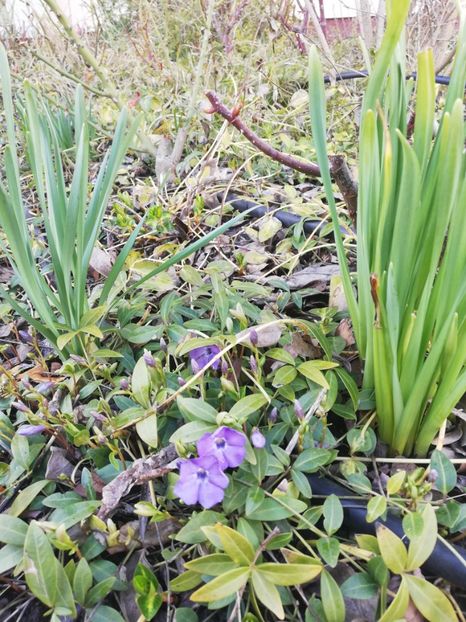  - Gradina martie 2021