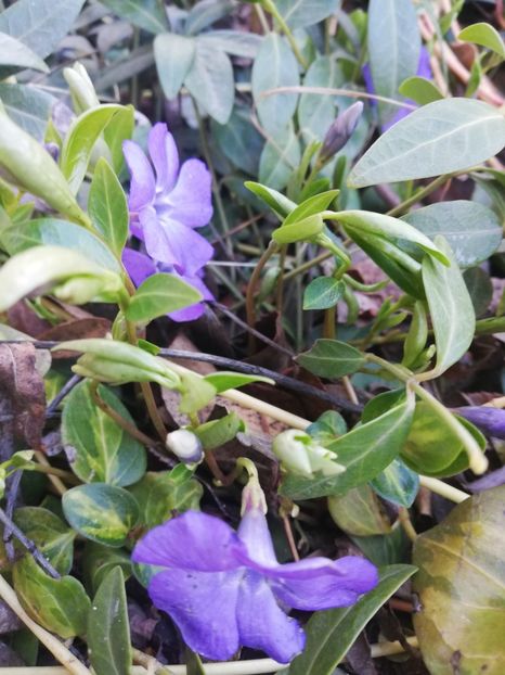  - Gradina martie 2021