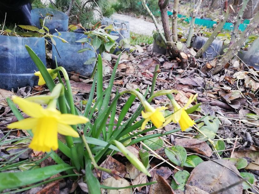  - Gradina martie 2021