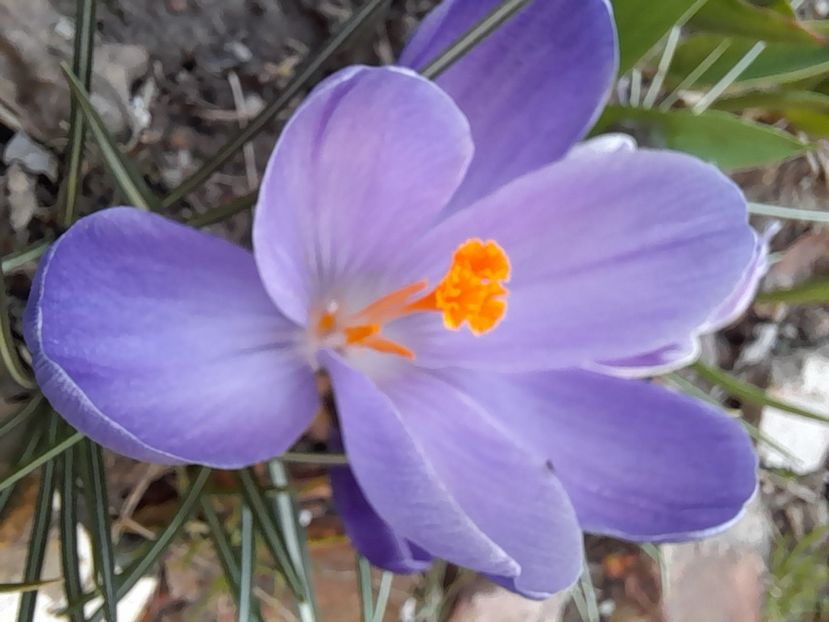  - File de primavara - 2021