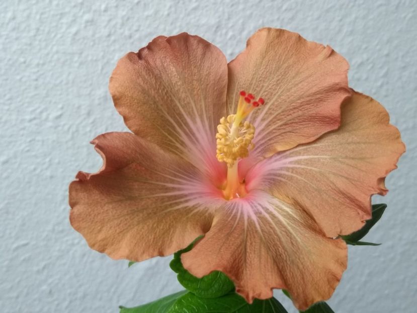  - Hibiscus din seminte 2020-2021