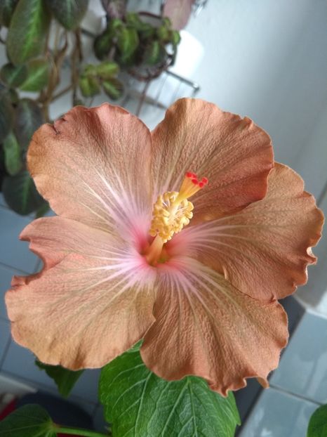  - Hibiscus din seminte 2020-2021