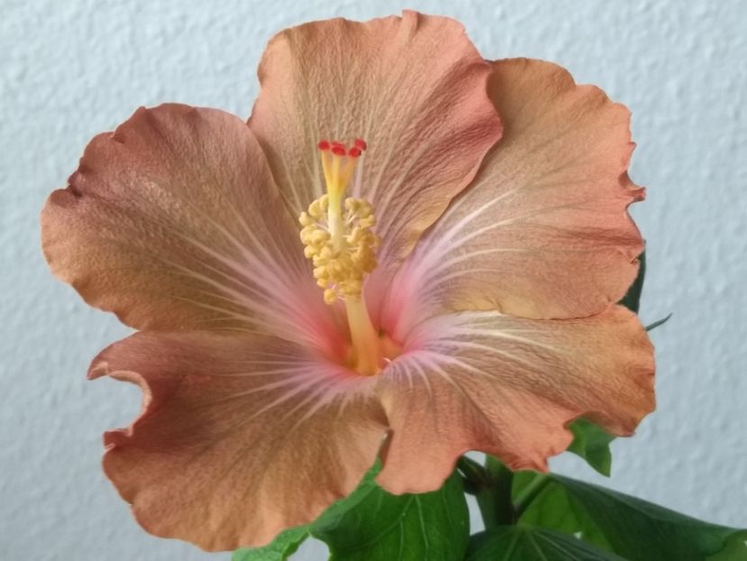  - Hibiscus din seminte 2020-2021