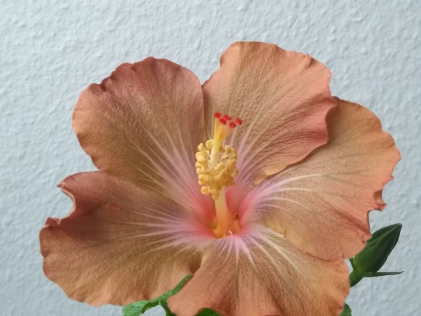  - Hibiscus din seminte 2020-2021