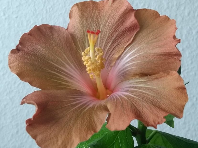  - Hibiscus din seminte 2020-2021