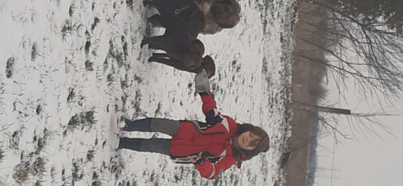 Labrador - Labrador Retriever