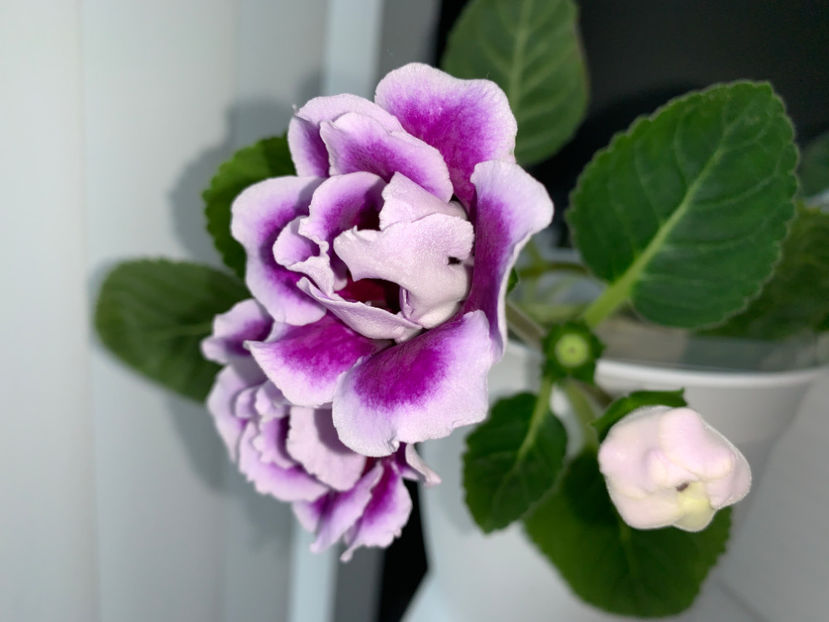  - Plante de interior 2021