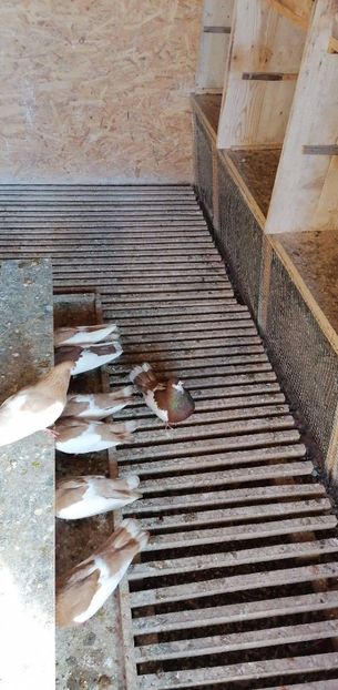 received_344711310315912 - Pag de Iasi 2021