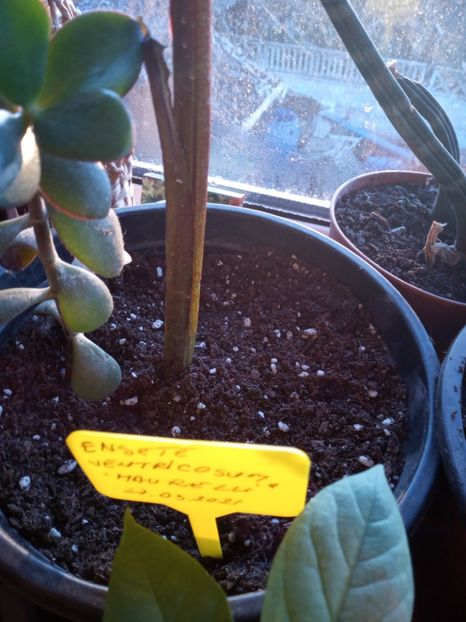  - Eneste ventricosum maurelli - Banan rosu