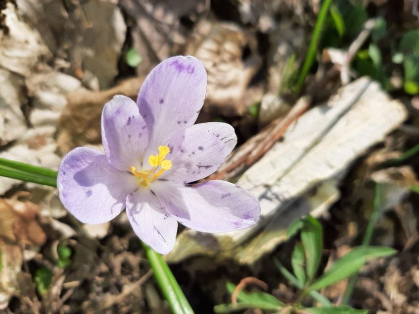  - La țară în martie 2021