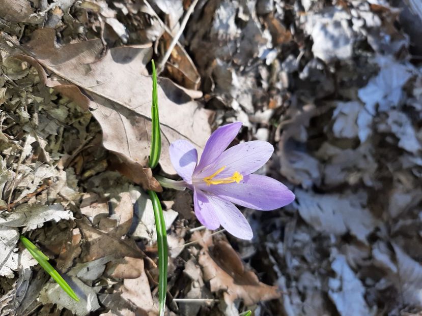  - La țară în martie 2021