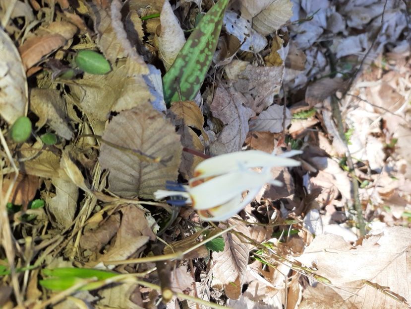  - La țară în martie 2021