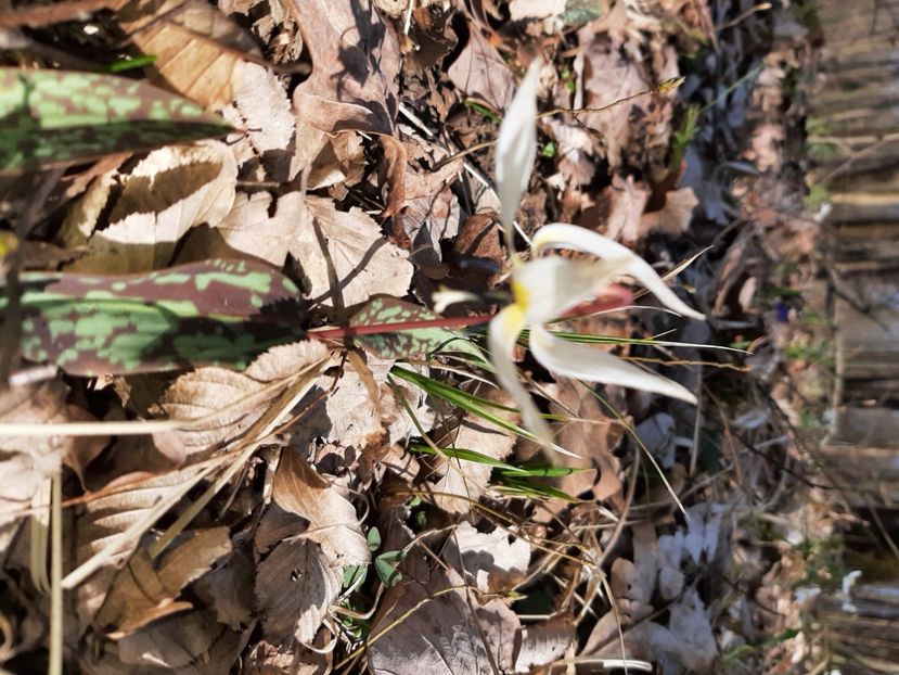  - La țară în martie 2021