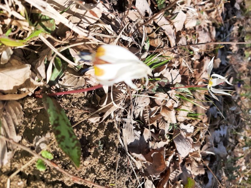  - La țară în martie 2021