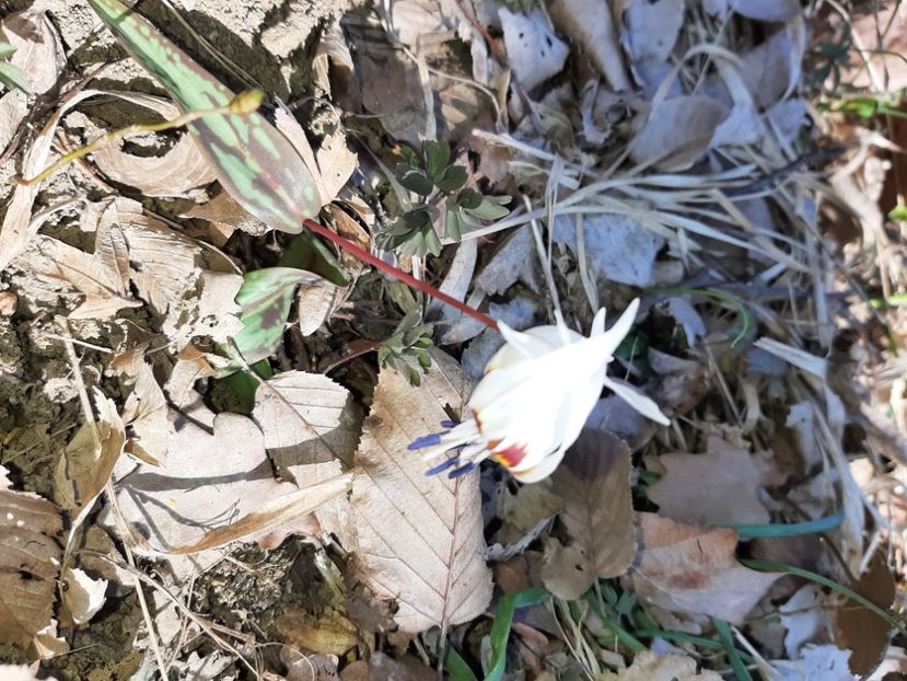  - La țară în martie 2021