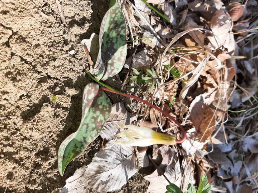  - La țară în martie 2021