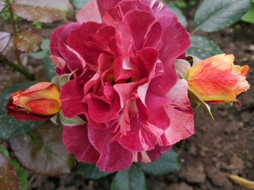  - Trandafiri 2020_2022 2023