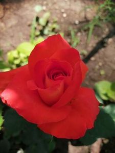  - Trandafiri 2020_2022 2023