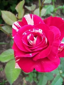  - Trandafiri 2020_2022 2023