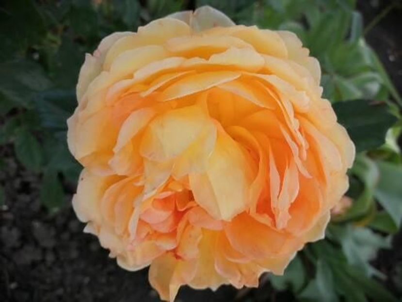  - Trandafiri 2020_2022 2023