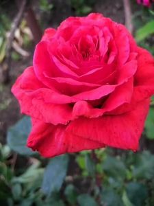  - Trandafiri 2020_2022 2023