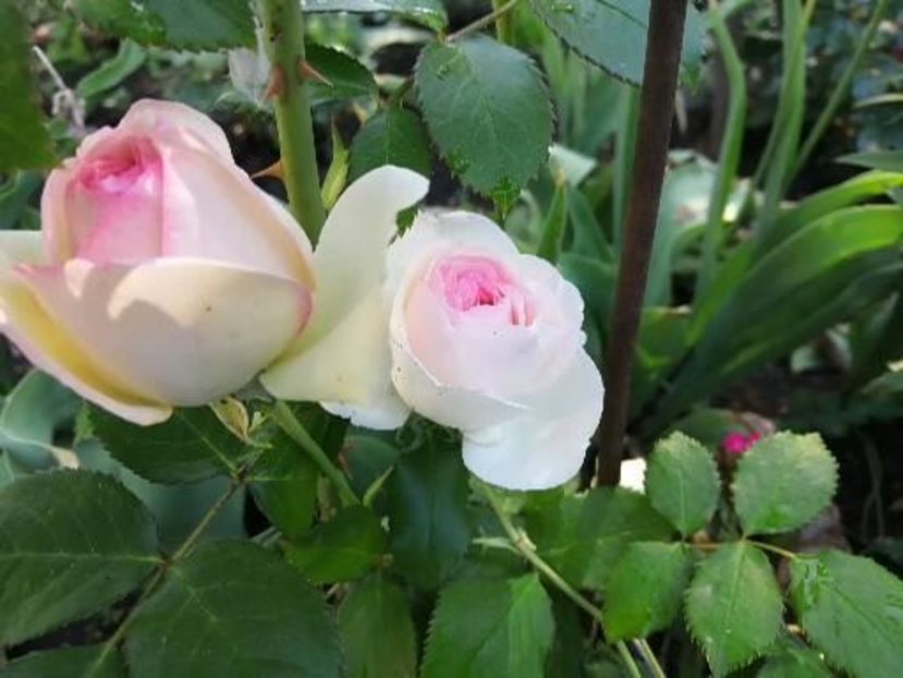  - Trandafiri 2020_2022 2023