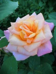  - Trandafiri 2020_2022 2023