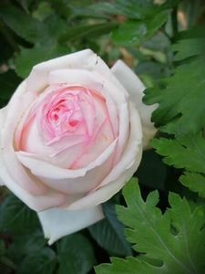  - Trandafiri 2020_2022 2023