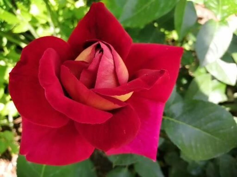  - Trandafiri 2020_2022 2023