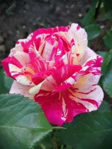  - Trandafiri 2020_2022 2023