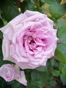  - Trandafiri 2020_2022 2023