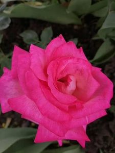  - Trandafiri 2020_2022 2023