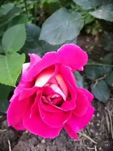  - Trandafiri 2020_2022 2023