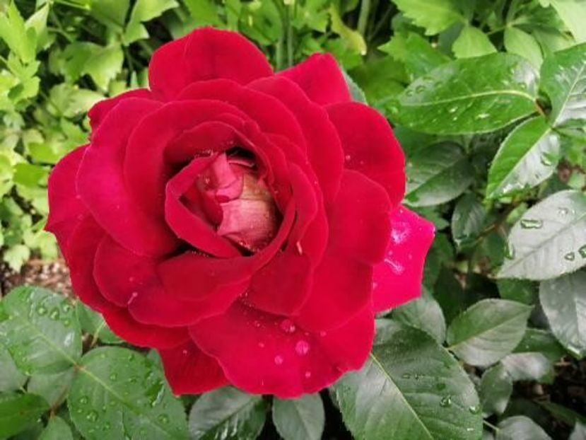  - Trandafiri 2020_2022 2023