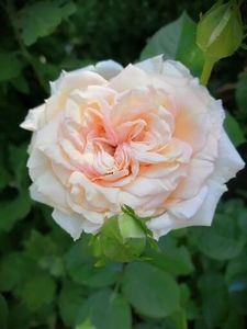  - Trandafiri 2020_2022 2023