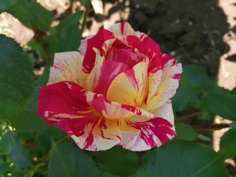  - Trandafiri 2020_2022 2023